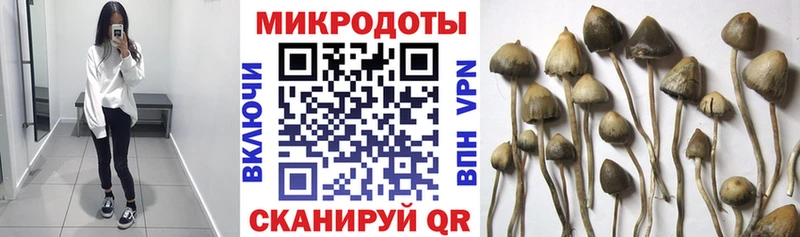 Псилоцибиновые грибы Psilocybine cubensis Севск
